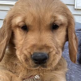 Breezy - Golden Retriever puppy in Bear River Cy, Utah from Blue Creek Retrievers