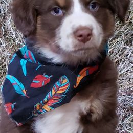 Australian Shepherd Puppies from Red Feather Aussies