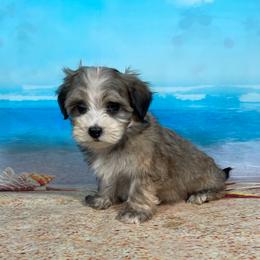 Havanese puppies from Curly Que Standard Poodles and Havanese