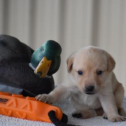 Yellow collar - Yellow female Labrador Retriever puppy in Gober, Texas from Trigger Time Kennels