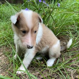 Phoenix Down - Sable merle and white male Collie puppy in Bamberg, South Carolina from Shakhor Ohr Collies and Pomeranians