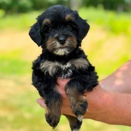 Nichelle - Tri-color female Bernedoodle puppy in Dundee, Ohio from Down Home Doodle