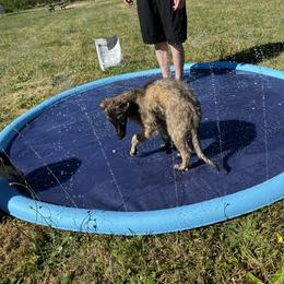 Silken Windhound Puppies from Luminous Silken Windhounds