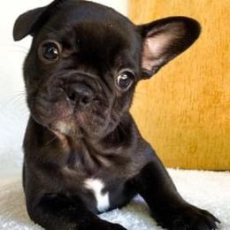 French Bulldog Puppies from Bailey French Bulldogs