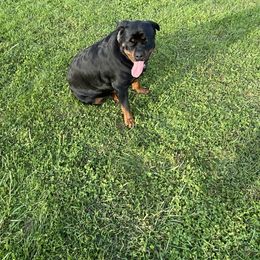 Elsa - Rottweiler