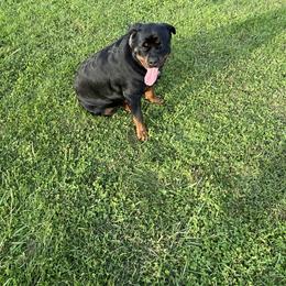 Elsa - Rottweiler