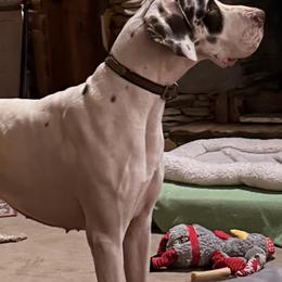 Layla - Great Dane
