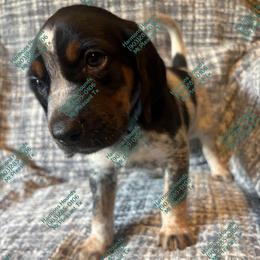 Dallas - Blue ticked and tan male Bluetick Coonhound puppy in Mount Pleasant, Texas from Harmons Hounds