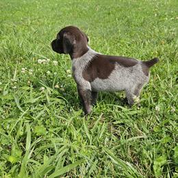 German Shorthaired Pointer Puppies from Erin McGhee