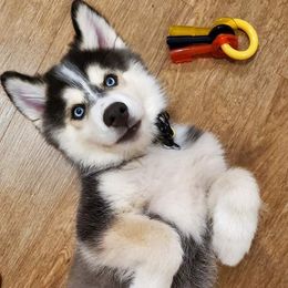Siberian Huskies from Cronin Huskies