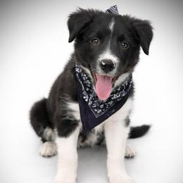 Benedict - Black and white male Border Collie puppy in Cleveland, North Carolina from Morning Glory Farm-border collies/Beyond Brilliant Dog Co.