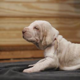 Girl 1 - White and orange female Bracco Italiano puppy in Williamsburg, Virginia from Eastern Breeze