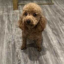 Loui - Goldendoodle