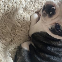 Boston Terrier Puppies from Candied Bostons