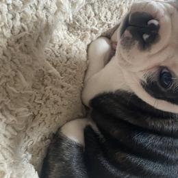 Boston Terrier Puppies from Candied Bostons