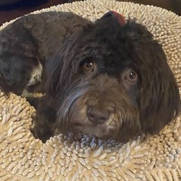 Maui - Havanese