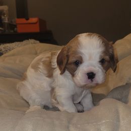 Bluebell - Blenheim Cavalier King Charles Spaniel puppy in Lake Village, Indiana from Courtney's Cavaliers
