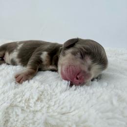 Anara - Dapple female Dachshund puppy in Sonora, California from HEFFERNAN HOUNDS