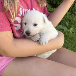 Rapha - White female German Shepherd puppy in Perkasie, Pennsylvania from Twila Ruth Herot