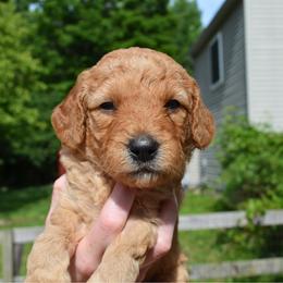 Watermelon - Apricot male Goldendoodle puppy in Batavia, Ohio from Cozy Cove Goldendoodles