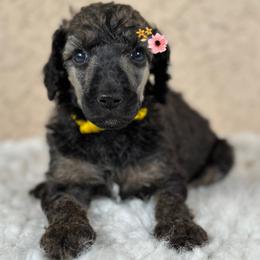 Zoey - Sable female Poodle puppy in Spring Hills, Florida from The Olympus Standard Poodle