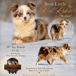 Best Little Red Robin - Red merle female Toy Australian Shepherd puppy in Granbury, Texas from Best Little Aussies