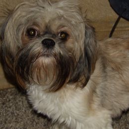 Jazzy - Shih Tzu