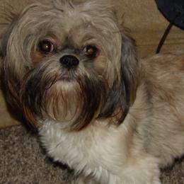 Jazzy - Shih Tzu