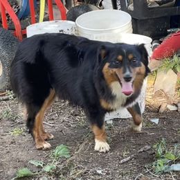 Stitch - Miniature Australian Shepherd