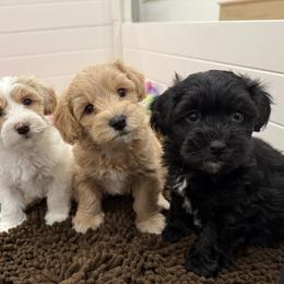Bernedoodle, Cavapoo, Havanese, and Havapoo Puppies from Lady Paws Puppies - Cassie