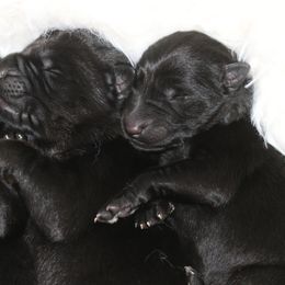 German Shepherd Puppies from Aydt's Shepherds and Training LLC