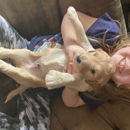 Goldendoodle Puppies from North Star Dog Training