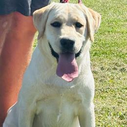 Girl 1 - Yellow female Labrador Retriever puppy in Jamestown, Ohio from Heartlands Quality Labrador Retrievers