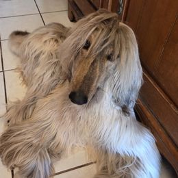 Enzo - Afghan Hound