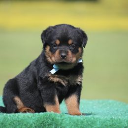 Ora - Black and mahogany Rottweiler puppy in Uniontown, Alabama from CedarBluff Rottweilers