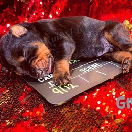 Gray - Black and rust male Doberman Pinscher puppy in Louisville, Kentucky from Ruiz Dobermans