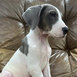 America - Blue and white female Great Dane puppy in Florida from Beachside Kennels