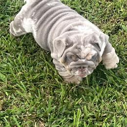 Bulldog Puppies from Gavier’s Classy Bulldogs
