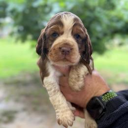 Boy 2 dark brown collar - Red and white male English Springer Spaniel puppy in Bonifay, Florida from Sherrouse English Springer Spaniels