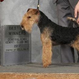 Lakeland Terriers from Glacieridge Lakeland Terrier