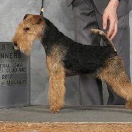 Lakeland Terriers from Glacieridge Lakeland Terrier