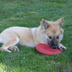 Icelandic Sheepdog Puppies from Glacier Point Icelandics