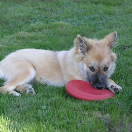 Icelandic Sheepdog Puppies from Glacier Point Icelandics