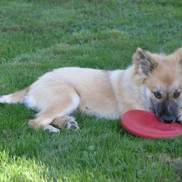 Icelandic Sheepdog Puppies from Glacier Point Icelandics