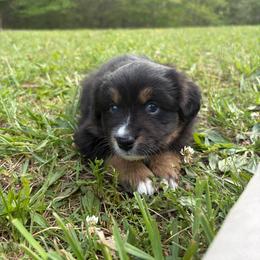 Girl 2 - female Miniature American Shepherd puppy in Hurt, Virginia from Sweet Prada's Farm