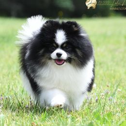 Oti - Pomeranian