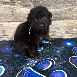Light blue - Black and red male German Shepherd puppy in Herrick, South Dakota from Dakota Shepherds Kennels
