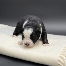 Montana - Black tri male Miniature Australian Shepherd puppy in Covington, Pennsylvania from Rigas Mini Aussies LLC