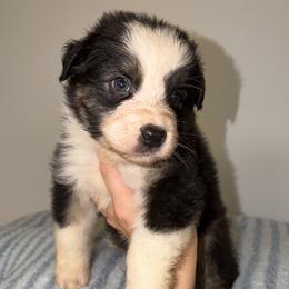 Baked Alaska - Black tri-color male Australian Shepherd puppy in Anniston, Alabama from All Hale Aussies
