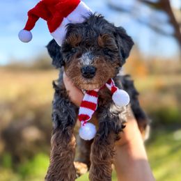 Hoka - Blue merle male Bernedoodle puppy in Rose Hill, North Carolina from Red Door Canines